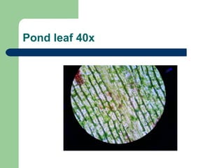 Plant cells and pond sample pictures | PPT