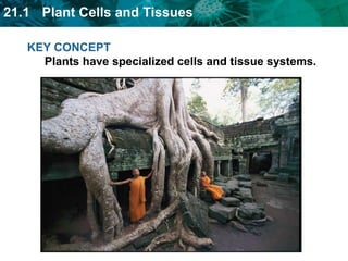 21.1 Plant Cells and Tissues
KEY CONCEPT
Plants have specialized cells and tissue systems.
 