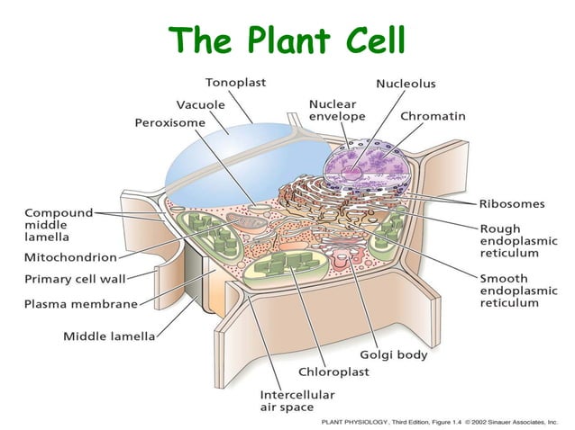 PLANT CELL STRUCTURE PDF NOTES visual data 6