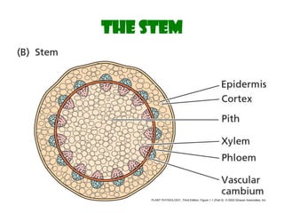 Plant Cell Structure and Function.pdf