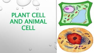 PLANT CELL
AND ANIMAL
CELL
 