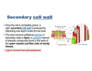 Plant cell wall.pdf........................ | PDF