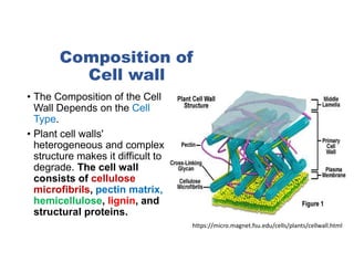 Plant cell wall.pdf........................ | PDF