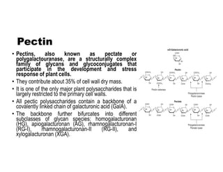 Plant cell wall.pdf........................ | PDF