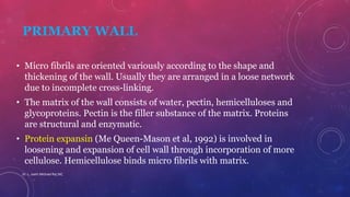 PRIMARY WALL
• Micro fibrils are oriented variously according to the shape and
thickening of the wall. Usually they are arranged in a loose network
due to incomplete cross-linking.
• The matrix of the wall consists of water, pectin, hemicelluloses and
glycoproteins. Pectin is the filler substance of the matrix. Proteins
are structural and enzymatic.
• Protein expansin (Me Queen-Mason et al, 1992) is involved in
loosening and expansion of cell wall through incorporation of more
cellulose. Hemicellulose binds micro fibrils with matrix.
Dr. L. Joelri Michael Raj SXC
 