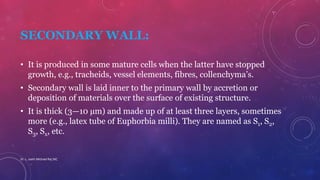SECONDARY WALL:
• It is produced in some mature cells when the latter have stopped
growth, e.g., tracheids, vessel elements, fibres, collenchyma’s.
• Secondary wall is laid inner to the primary wall by accretion or
deposition of materials over the surface of existing structure.
• It is thick (3—10 µm) and made up of at least three layers, sometimes
more (e.g., latex tube of Euphorbia milli). They are named as S1, S2,
S3, Sx, etc.
Dr. L. Joelri Michael Raj SXC
 