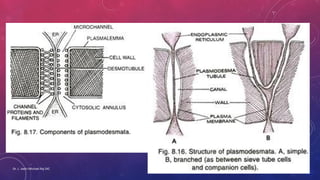PLANT CELL WALL_STRUCTURE AND COMPOSITION | PDF
