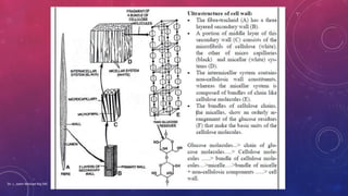 Dr. L. Joelri Michael Raj SXC
 