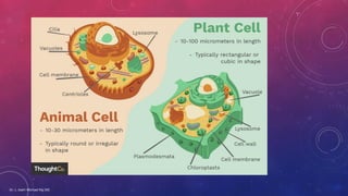 PLANT CELL WALL_STRUCTURE AND COMPOSITION | PDF
