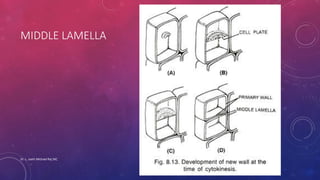 MIDDLE LAMELLA
Dr. L. Joelri Michael Raj SXC
 