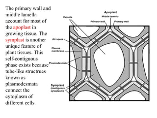 The primary wall and
middle lamella
account for most of
the apoplast in
growing tissue. The
symplast is another
unique feature of
plant tissues. This
self-contiguous
phase exists because
tube-like structrues
known as
plasmodesmata
connect the
cytoplasm of
different cells.
 