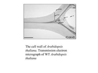 The cell wall of Arabidopsis
thaliana. Transmission electron
micrograph of WT Arabidopsis
thaliana
 