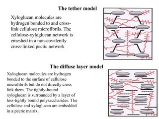 The tether model
Xyloglucan molecules are
hydrogen bonded to and cross-
link cellulose microfibrils. The
cellulose-xyloglucan network is
emeshed in a non-covalently
cross-linked pectic network
The diffuse layer model
Xyloglucan molecules are hydrogen
bonded to the surface of cellulose
microfibrils but do not directly cross
link them. The tightly-bound
xyloglucan is surrounded by a layer of
less-tightly bound polysaccharides. The
cellulose and xyloglucan are embedded
in a pectic matrix.
 