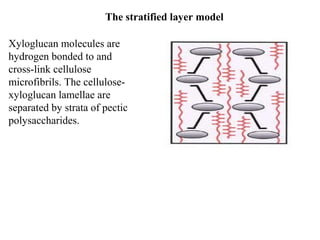 The stratified layer model
Xyloglucan molecules are
hydrogen bonded to and
cross-link cellulose
microfibrils. The cellulose-
xyloglucan lamellae are
separated by strata of pectic
polysaccharides.
 