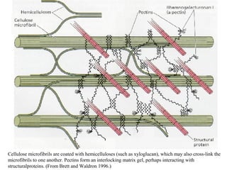Cellulose microfibrils are coated with hemicelluloses (such as xyloglucan), which may also cross-link the
microfibrils to one another. Pectins form an interlocking matrix gel, perhaps interacting with
structuralproteins. (From Brett and Waldron 1996.)
 