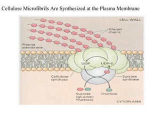 Cellulose Microfibrils Are Synthesized at the Plasma Membrane
 