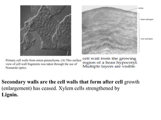 Primary cell walls from onion parenchyma. (A) This surface
view of cell wall fragments was taken through the use of
Nomarski optics
Secondary walls are the cell walls that form after cell growth
(enlargement) has ceased. Xylem cells strengthened by
Lignin.
 