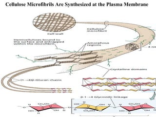 Cellulose Microfibrils Are Synthesized at the Plasma Membrane
 