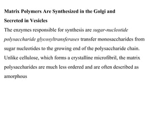 Matrix Polymers Are Synthesized in the Golgi and
Secreted in Vesicles
The enzymes responsible for synthesis are sugar-nucleotide
polysaccharide glycosyltransferases transfer monosaccharides from
sugar nucleotides to the growing end of the polysaccharide chain.
Unlike cellulose, which forms a crystalline microfibril, the matrix
polysaccharides are much less ordered and are often described as
amorphous
 
