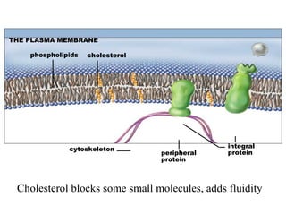 THE PLASMA MEMBRANE
phospholipids cholesterol
cytoskeleton
peripheral
protein
integral
protein
Cholesterol blocks some small molecules, adds fluidity
 