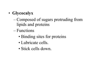 • Glycocalyx
– Composed of sugars protruding from
lipids and proteins
– Functions
• Binding sites for proteins
• Lubricate cells.
• Stick cells down.
 