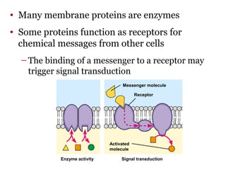 • Many membrane proteins are enzymes
• Some proteins function as receptors for
chemical messages from other cells
– The binding of a messenger to a receptor may
trigger signal transduction
Enzyme activity Signal transduction
Messenger molecule
Receptor
Activated
molecule
 