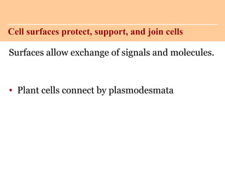 Surfaces allow exchange of signals and molecules.
• Plant cells connect by plasmodesmata
Cell surfaces protect, support, and join cells
 
