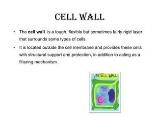• The cell wall is a tough, flexible but sometimes fairly rigid layer
that surrounds some types of cells.
• It is located outside the cell membrane and provides these cells
with structural support and protection, in addition to acting as a
filtering mechanism.
cell wall
 