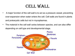 • A major function of the cell wall is to act as a pressure vessel, preventing
over-expansion when water enters the cell. Cell walls are found in plants
and prokaryotic cells but not in mycoplasmas.
• The material in the cell wall varies between species, and can also differ
depending on cell type and developmental stage.
cell wall
 