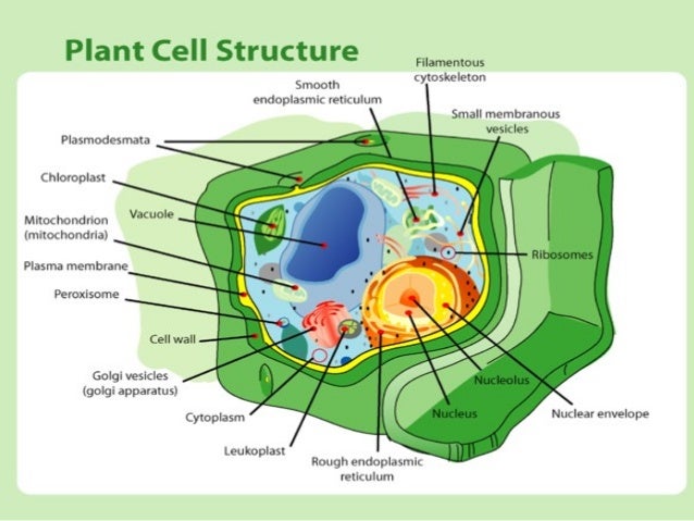 Plant cell wall and plasma membrane