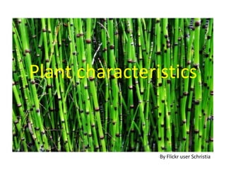 Plant characteristics By Flickr user Schristia 