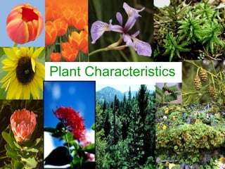Plant characteristics | PPT