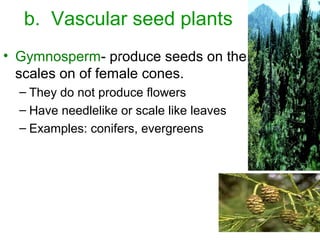 b. Vascular seed plants
• Gymnosperm- produce seeds on the
scales on of female cones.
– They do not produce flowers
– Have needlelike or scale like leaves
– Examples: conifers, evergreens

 