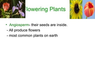 Flowering Plants
• Angiosperm- their seeds are inside.
- All produce flowers
- most common plants on earth
 