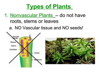 Types of Plants
1. Nonvascular Plants – do not have
roots, stems or leaves
a. NO Vascular tissue and NO seeds!
 