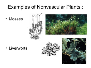 Examples of Nonvascular Plants :
• Mosses
• Liverworts
 