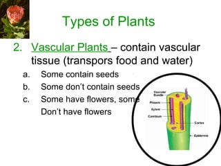 Types of Plants
2. Vascular Plants – contain vascular
tissue (transpors food and water)
a. Some contain seeds
b. Some don’t contain seeds
c. Some have flowers, some
Don’t have flowers
 