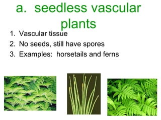 a. seedless vascular
plants
1. Vascular tissue
2. No seeds, still have spores
3. Examples: horsetails and ferns
 