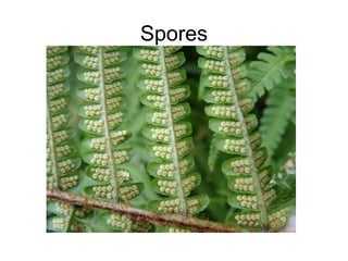 Spores
 