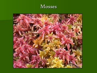 Mose Classification Plant classification | PPT