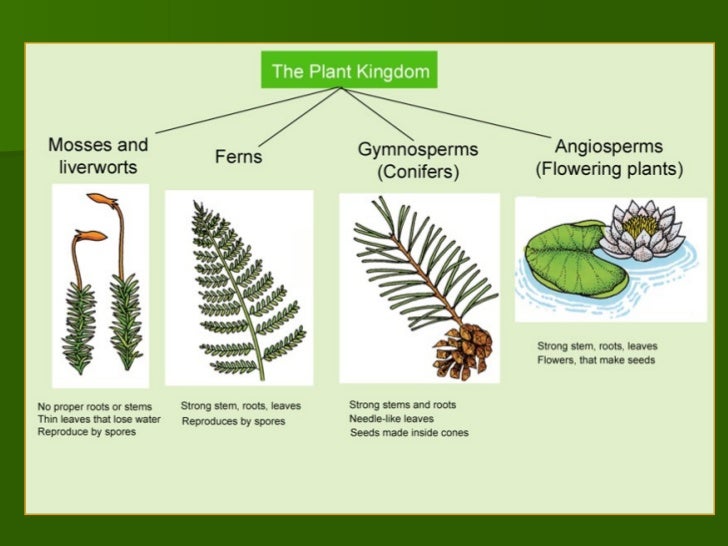 Plant classification
