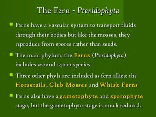 The Fern - Pteridophyta
   Ferns have a vascular system to transport fluids
    through their bodies but like the mosses, they
    reproduce from spores rather than seeds.
   The main phylum, the Ferns (Pteridophyta)
    includes around 12,000 species.
   Three other phyla are included as fern allies: the
    Horsetails , Club Mosses and Whisk Ferns
   Ferns also have a gametophyte and sporophyte
    stage, but the gametophyte stage is much reduced.
 