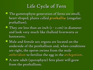 Life Cycle of Fern
   The gametophyte generation of ferns are small,
    heart-shaped, plants called prothallia (singular:
    prothallium).
   They are less than an inch (1 - 2 cm) in diameter
    and look very much like thalloid liverworts or
    hornworts.
   Male and female sex organs are located on the
    underside of the prothallium and, when conditions
    are right, the sperm swims from the male
    antheridium to fertilize the egg in the archegonium.
   A new adult (sporophyte) fern plant will grow
    from the prothallium.
 