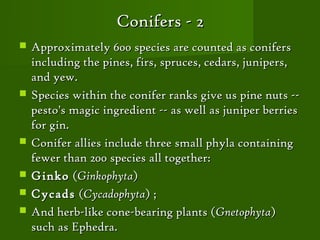 Conifers - 2
   Approximately 600 species are counted as conifers
    including the pines, firs, spruces, cedars, junipers,
    and yew.
   Species within the conifer ranks give us pine nuts --
    pesto's magic ingredient -- as well as juniper berries
    for gin.
   Conifer allies include three small phyla containing
    fewer than 200 species all together:
   Ginko (Ginkophyta)
   Cycads (Cycadophyta) ;
   And herb-like cone-bearing plants (Gnetophyta)
    such as Ephedra.
 