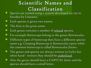 Scientific Names and
              Classification
   Species are named using a system developed in 1750 in
    Sweden by Linnaeus.
   Each species is given two names.
   The first is the genus name.
   Each genus contains a number of related species.
   For example Buttercups belong to the genus Rannunculus.
   Different types of buttercup then have a different species
    name e.g. Creeping Buttercup is Rannunculus repens while
    the common buttercup is called Rannunculus flutans.
   The genus and species are always written in Italics but
    when hand - written they should be underlined.
   Also the genus should have a CAPITAL letter and the
    species should have a small letter.
 