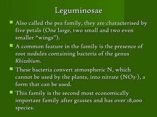 Leguminosae
   Also called the pea family, they are characterised by
    five petals (One large, two small and two even
    smaller “wings”).
   A common feature in the family is the presence of
    root nodules containing bacteria of the genus
    Rhizobium.
   These bacteria convert atmospheric N, which
    cannot be used by the plants, into nitrate (NO3-), a
    form that can be used.
   This family is the second most economically
    important family after grasses and has over 18,000
    species.
 