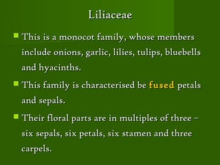 Liliaceae
 This is a monocot family, whose members

  include onions, garlic, lilies, tulips, bluebells
  and hyacinths.
 This family is characterised be fused     petals
  and sepals.
 Their floral parts are in multiples of three –

  six sepals, six petals, six stamen and three
  carpels.
 
