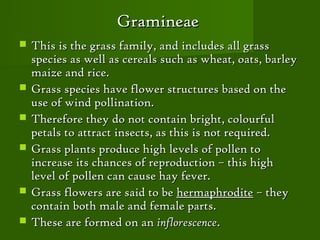 Gramineae
   This is the grass family, and includes all grass
    species as well as cereals such as wheat, oats, barley
    maize and rice.
   Grass species have flower structures based on the
    use of wind pollination.
   Therefore they do not contain bright, colourful
    petals to attract insects, as this is not required.
   Grass plants produce high levels of pollen to
    increase its chances of reproduction – this high
    level of pollen can cause hay fever.
   Grass flowers are said to be hermaphrodite – they
    contain both male and female parts.
   These are formed on an inflorescence.
 