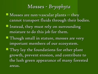 Mosses - Bryophyta
 Mosses are non-vascular plants -- they
  cannot transport fluids through their bodies.
 Instead, they must rely on surrounding
  moisture to do this job for them.
 Though small in stature, mosses are very
  important members of our ecosystem.
 They lay the foundations for other plant
  growth, prevent erosion, and contribute to
  the lush green appearance of many forested
  areas.
 