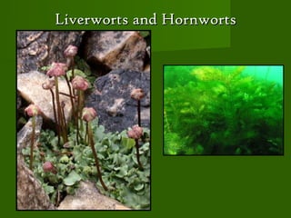 Liverworts and Hornworts
 
